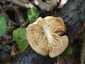 Olaszgomba (Polyporus tuberaster), Budai-hegység